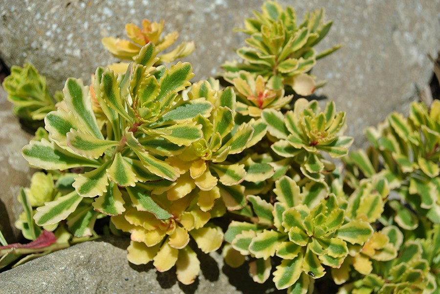 Превью изображения