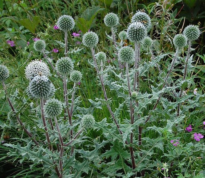 Превью изображения