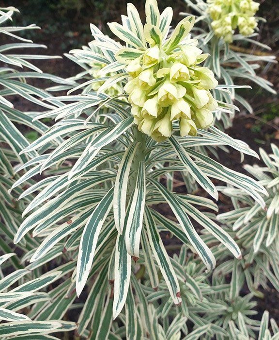 Превью изображения