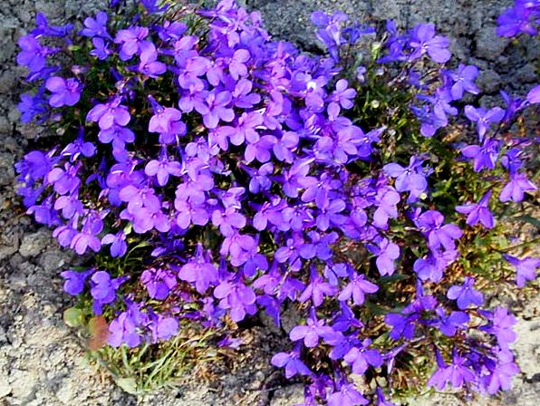 Превью изображения