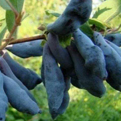 Превью изображения