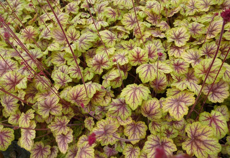 Превью изображения