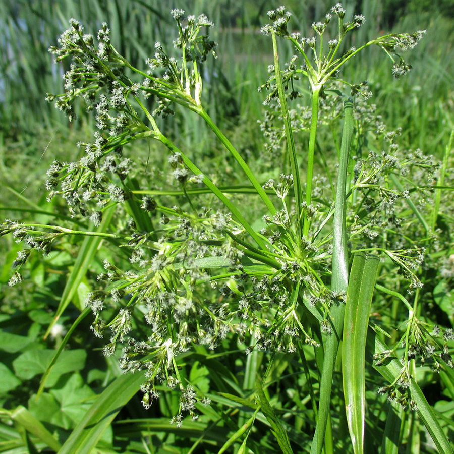 Превью изображения