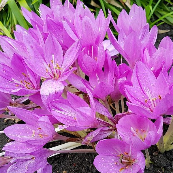 Превью изображения