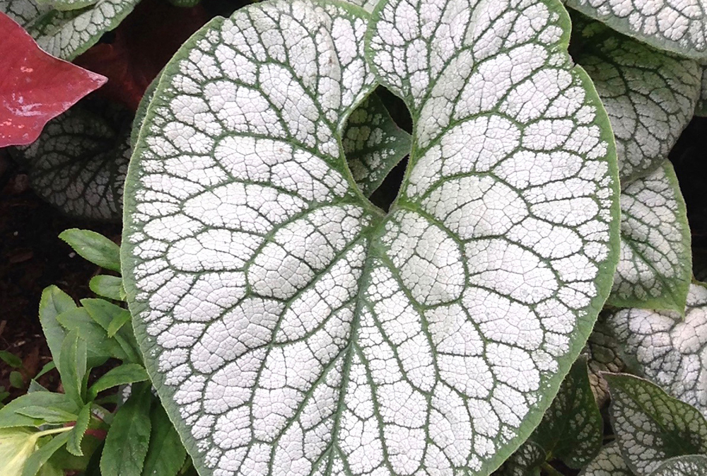 Превью изображения