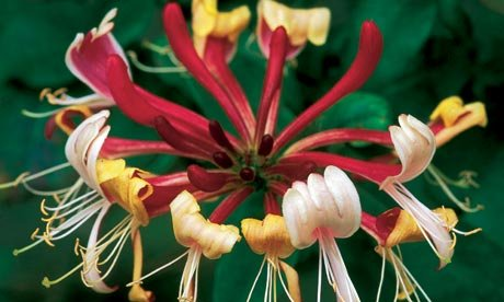 Превью изображения