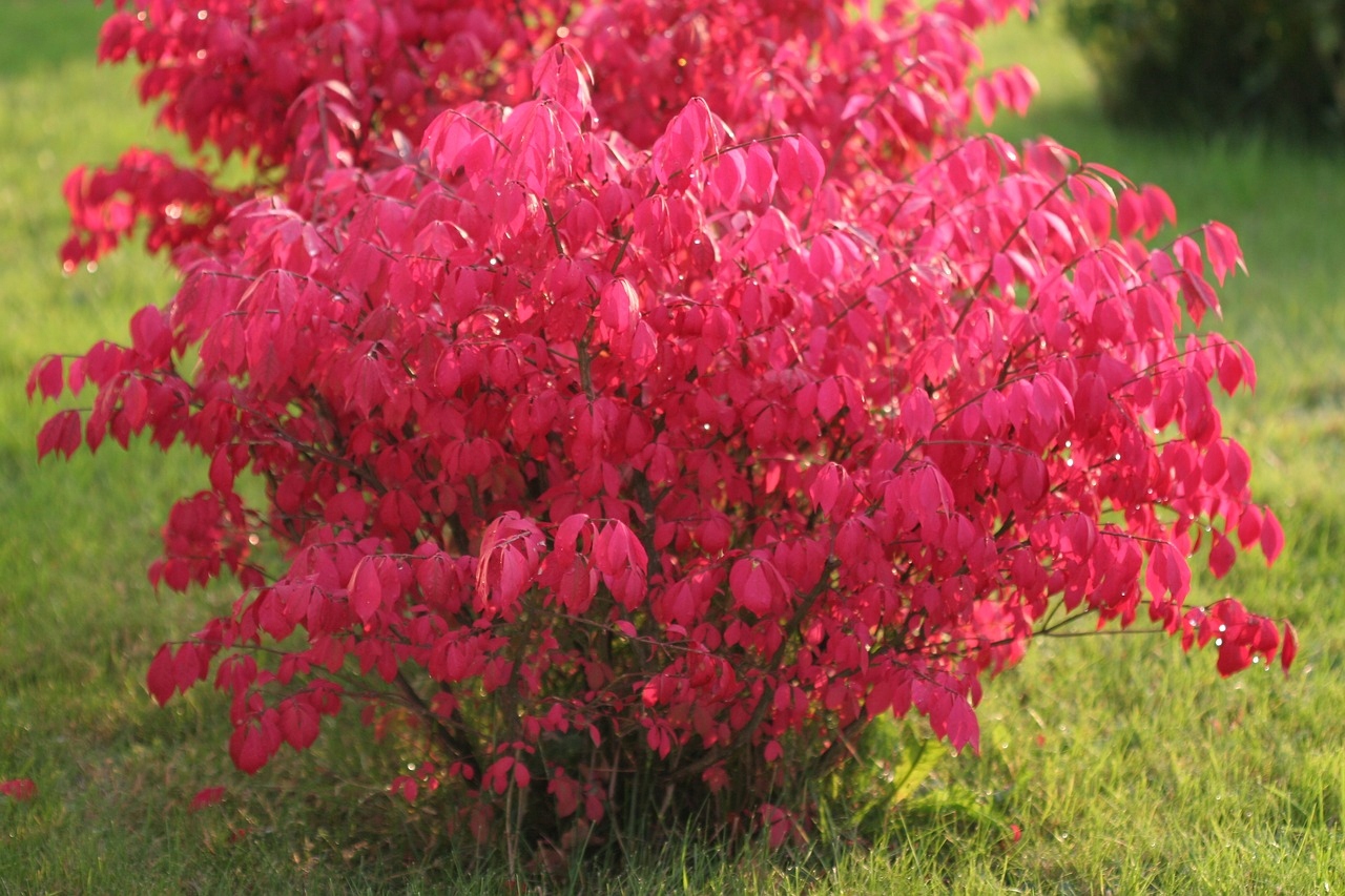 Превью изображения