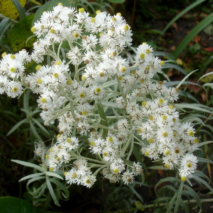 Превью изображения