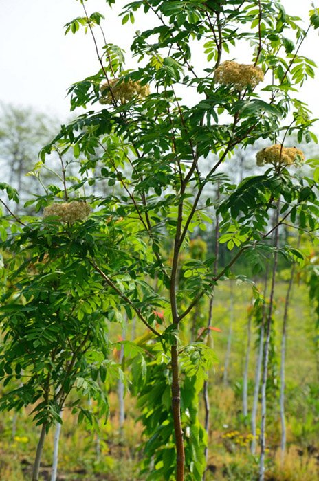 Превью изображения
