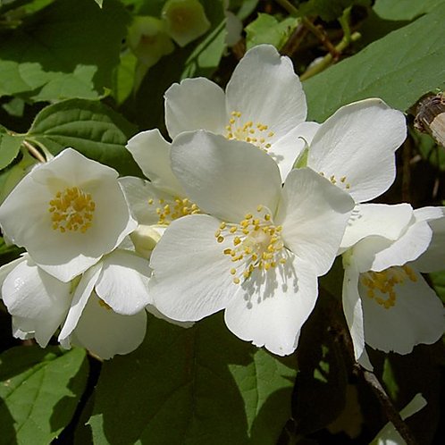 Превью изображения