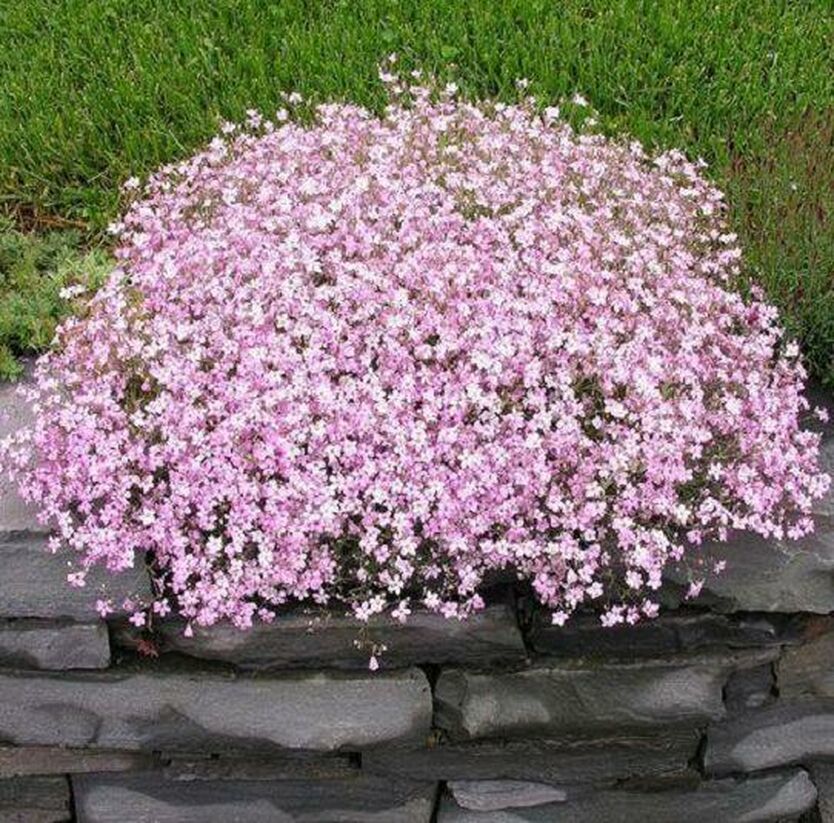 Превью изображения