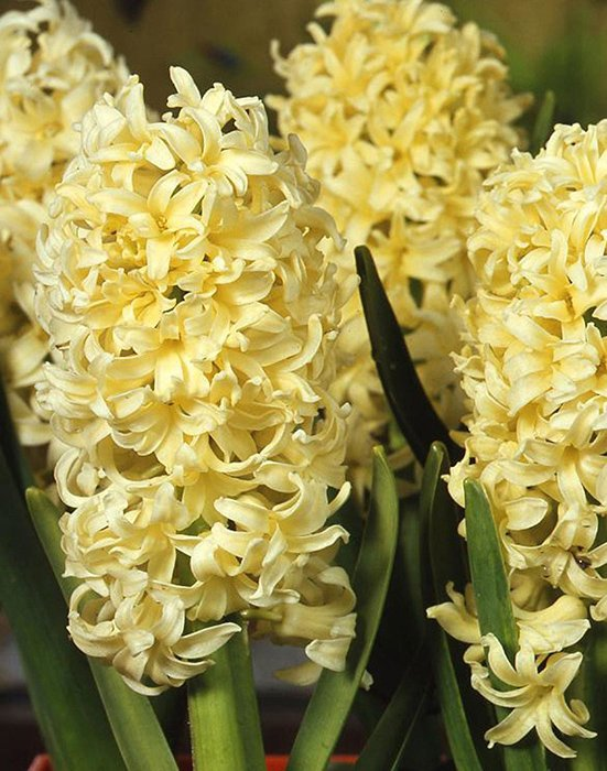 Превью изображения