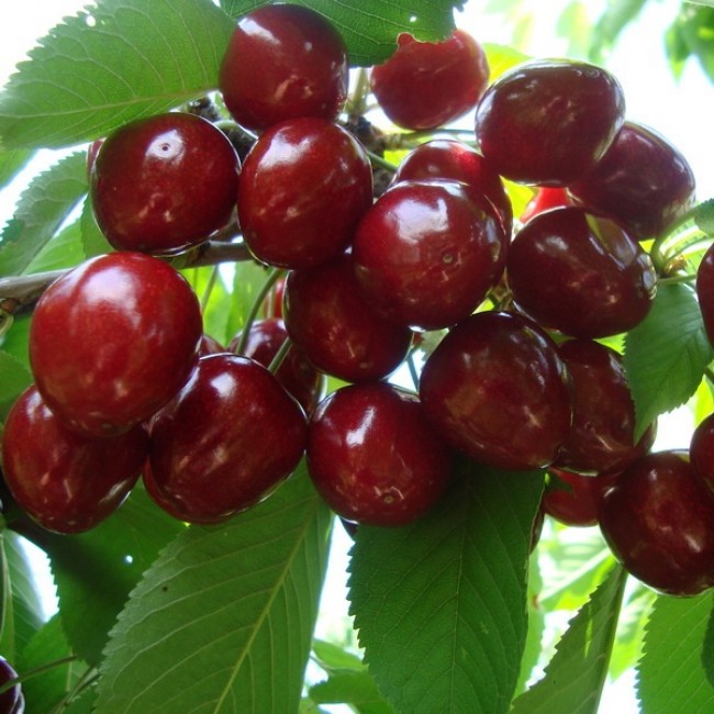 Превью изображения