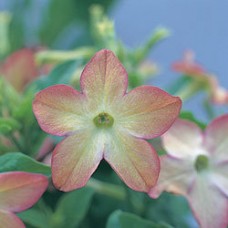 Превью изображения