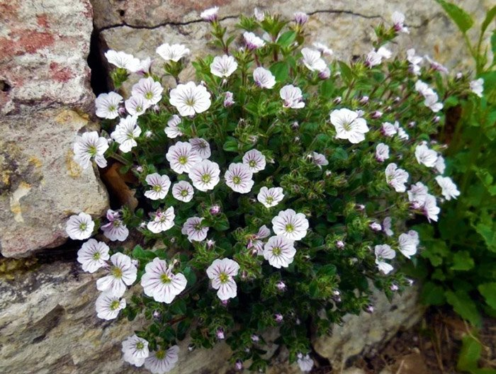 Превью изображения