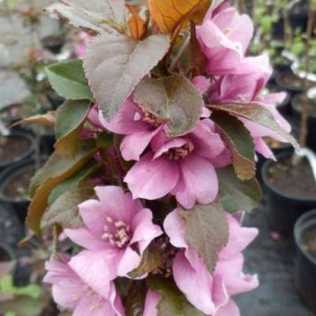 Превью изображения