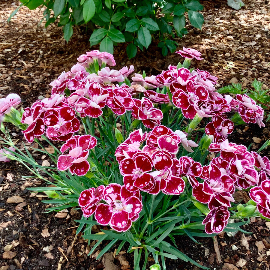 Превью изображения