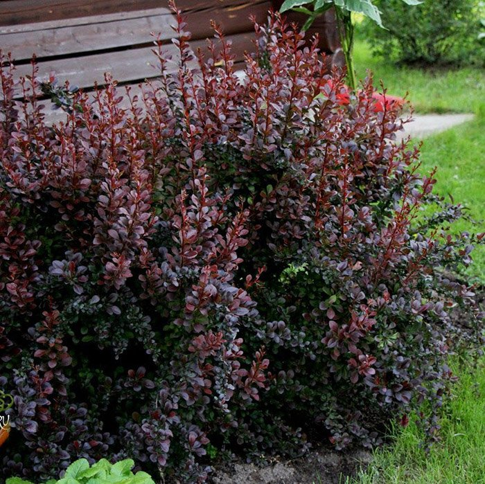 Превью изображения