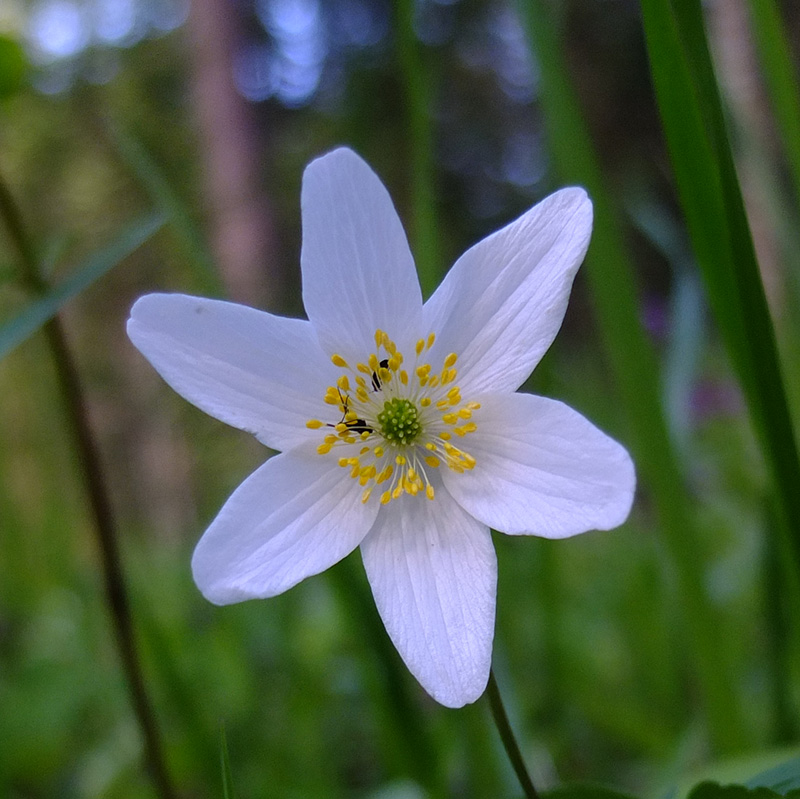 Превью изображения