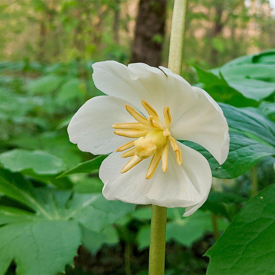 Превью изображения