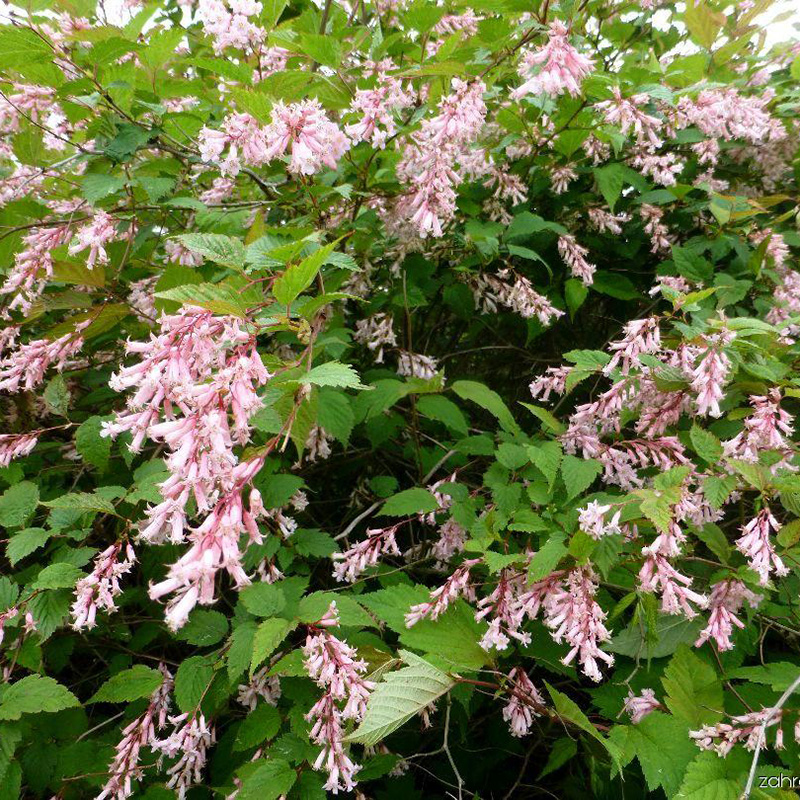 Превью изображения