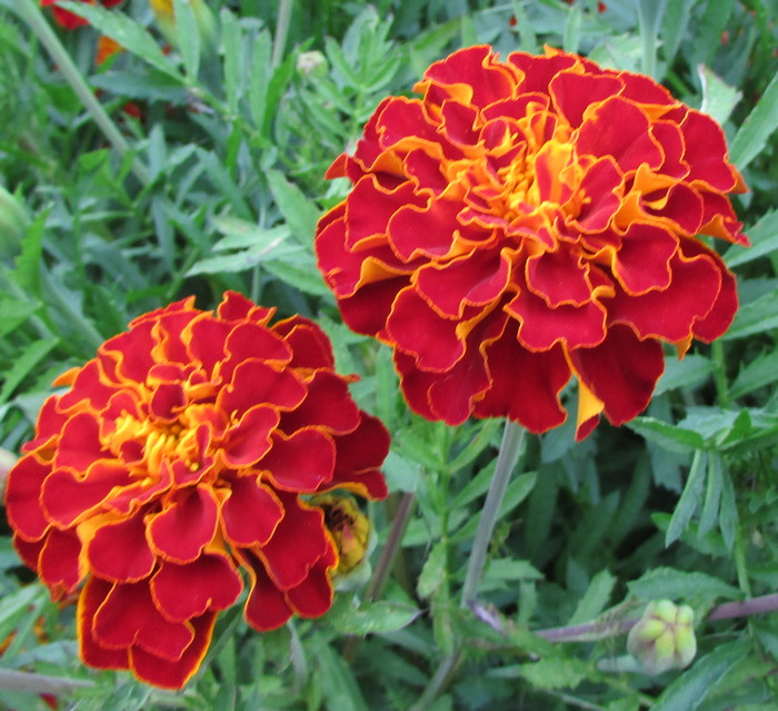 Превью изображения