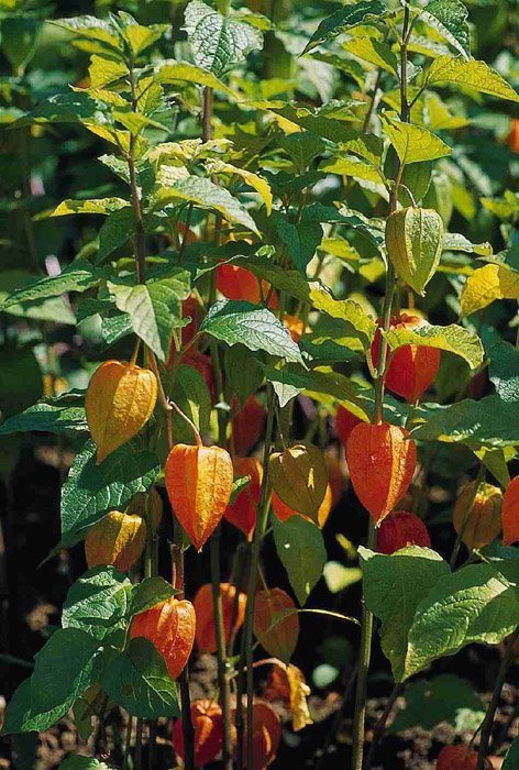 Превью изображения