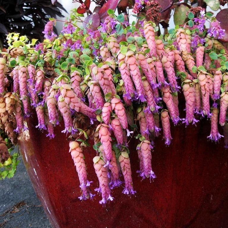 Превью изображения