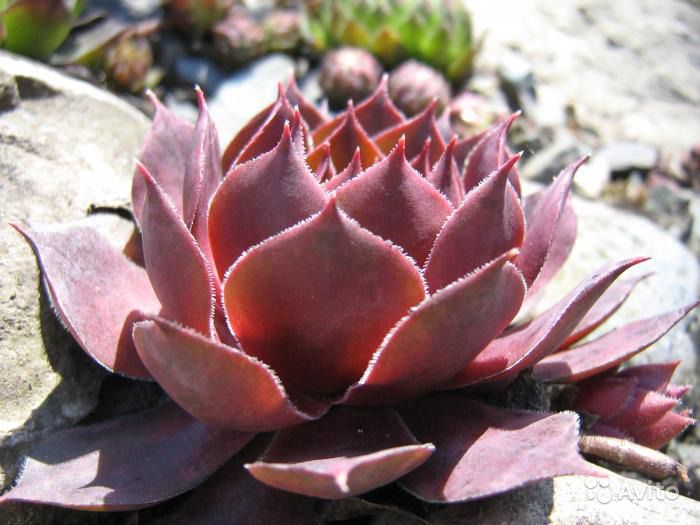 Превью изображения