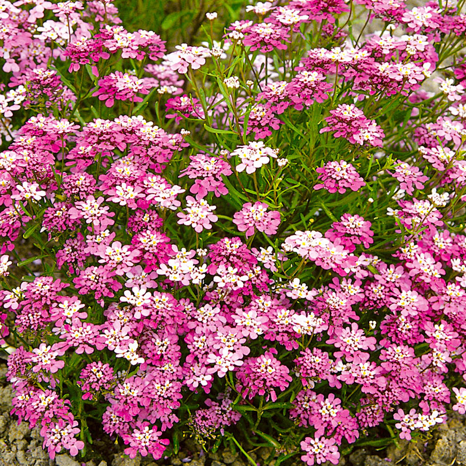 Превью изображения