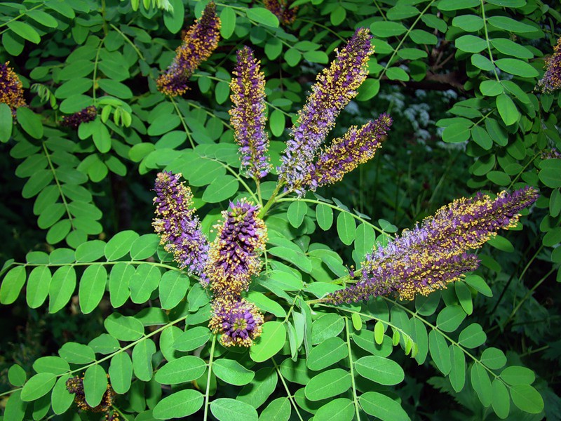 Превью изображения