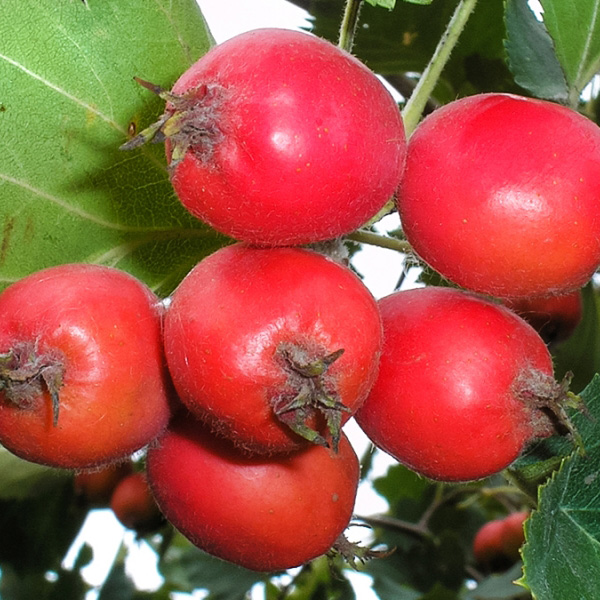 Превью изображения