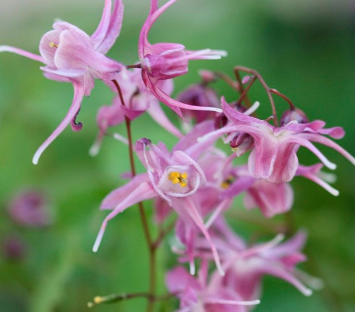 Превью изображения