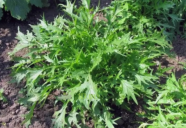 Превью изображения