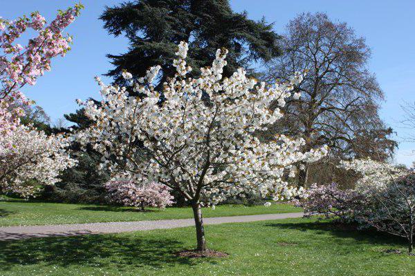 Превью изображения