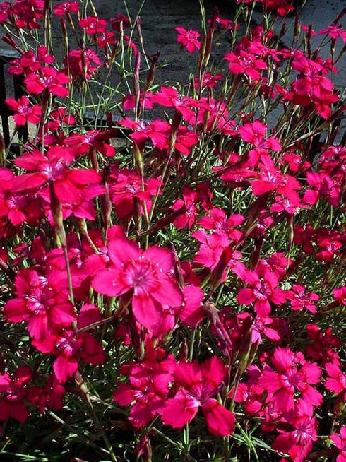 Превью изображения