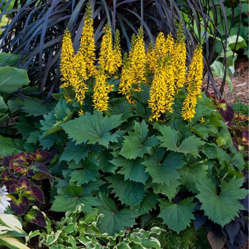 Превью изображения