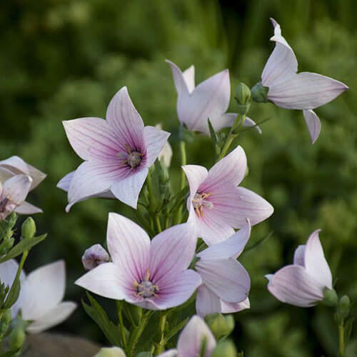 Превью изображения