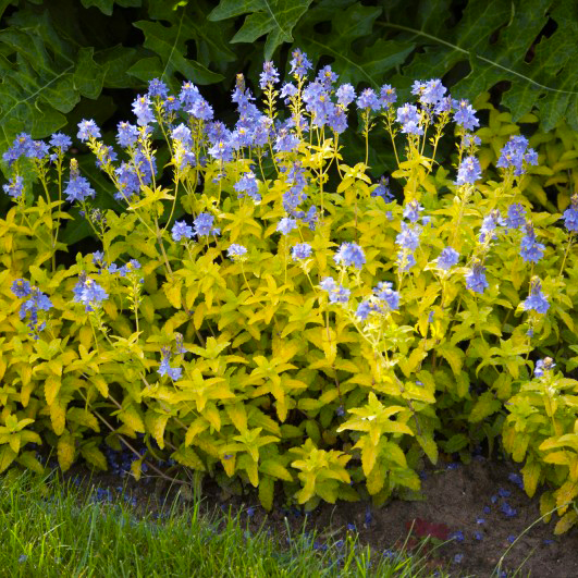 Превью изображения