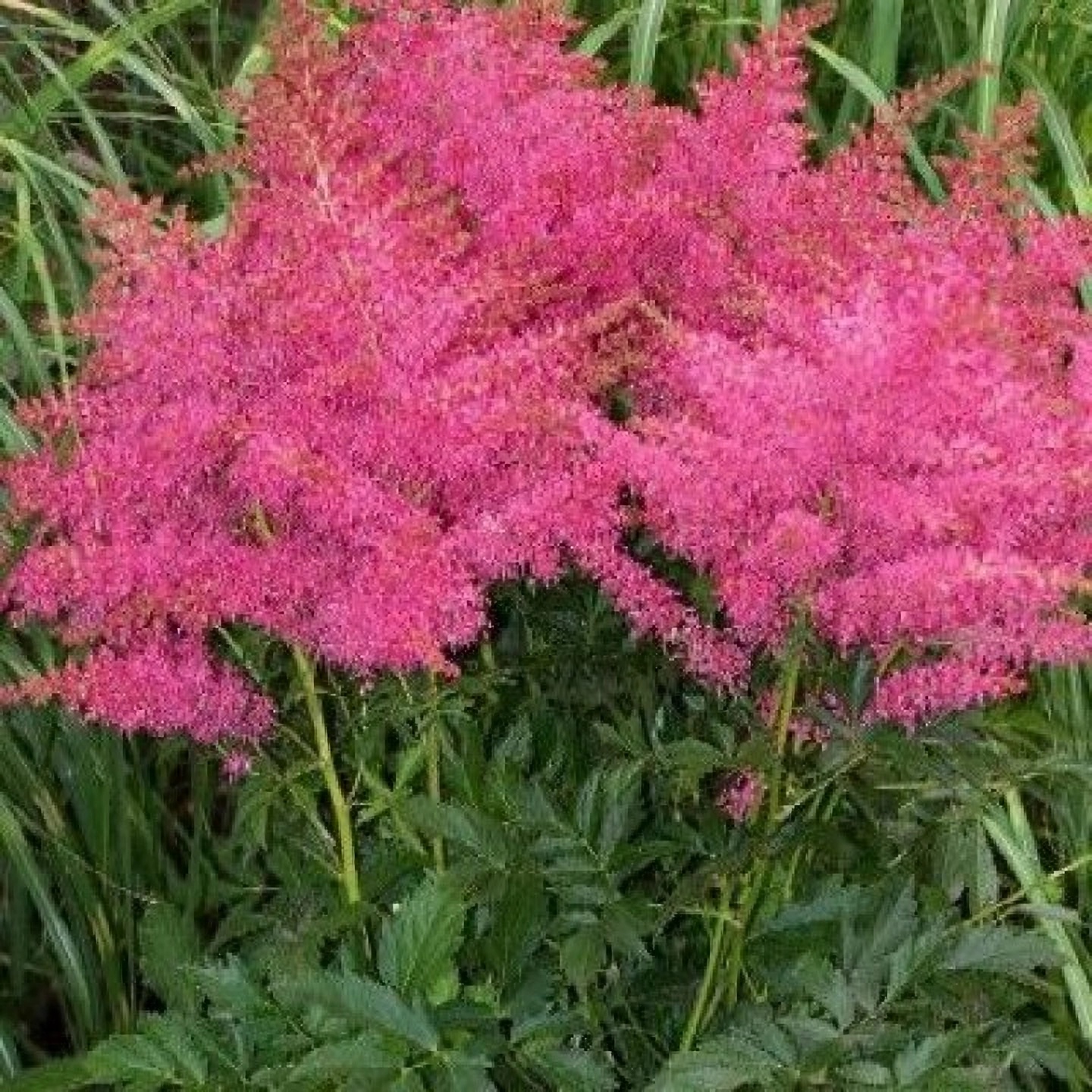 Превью изображения