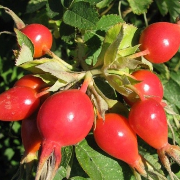 Превью изображения