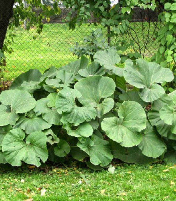 Превью изображения