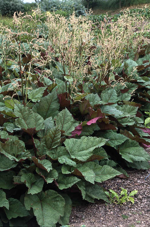 Превью изображения