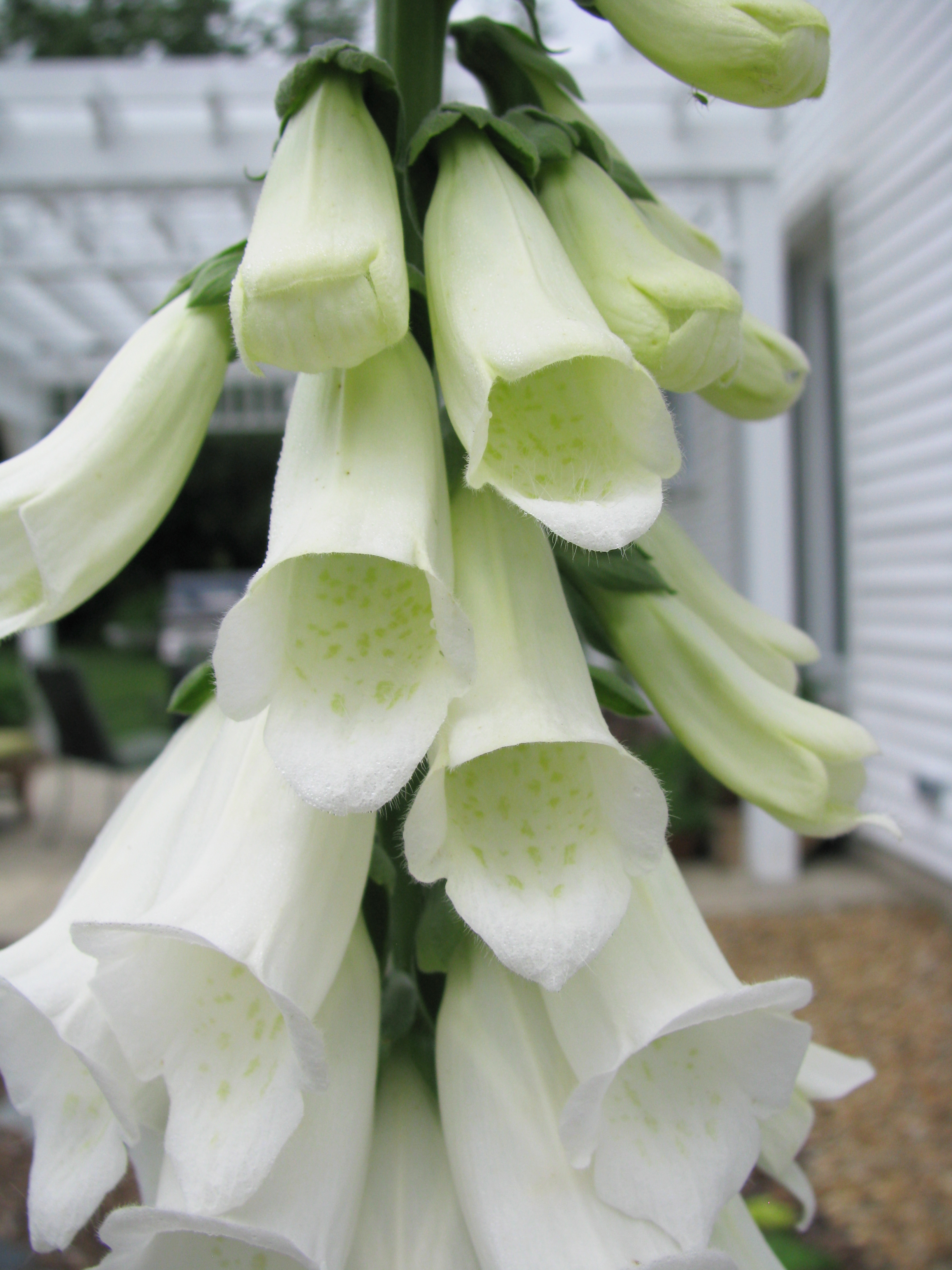 Превью изображения