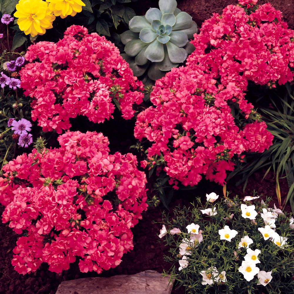 Превью изображения