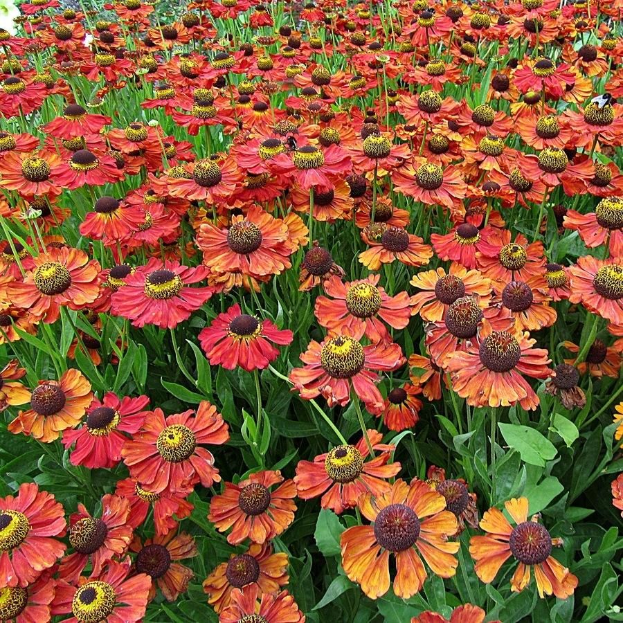 Превью изображения