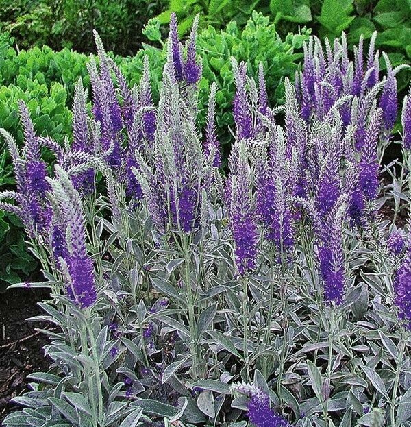 Превью изображения