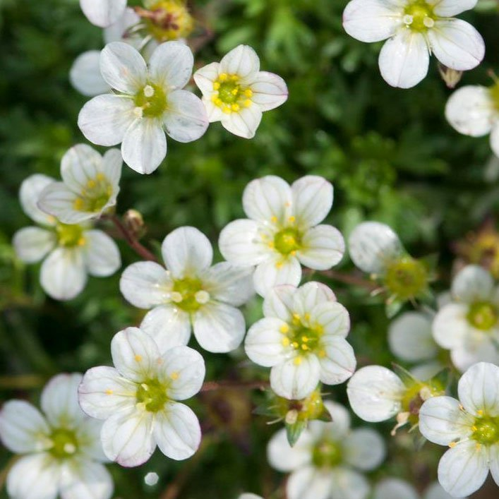 Превью изображения