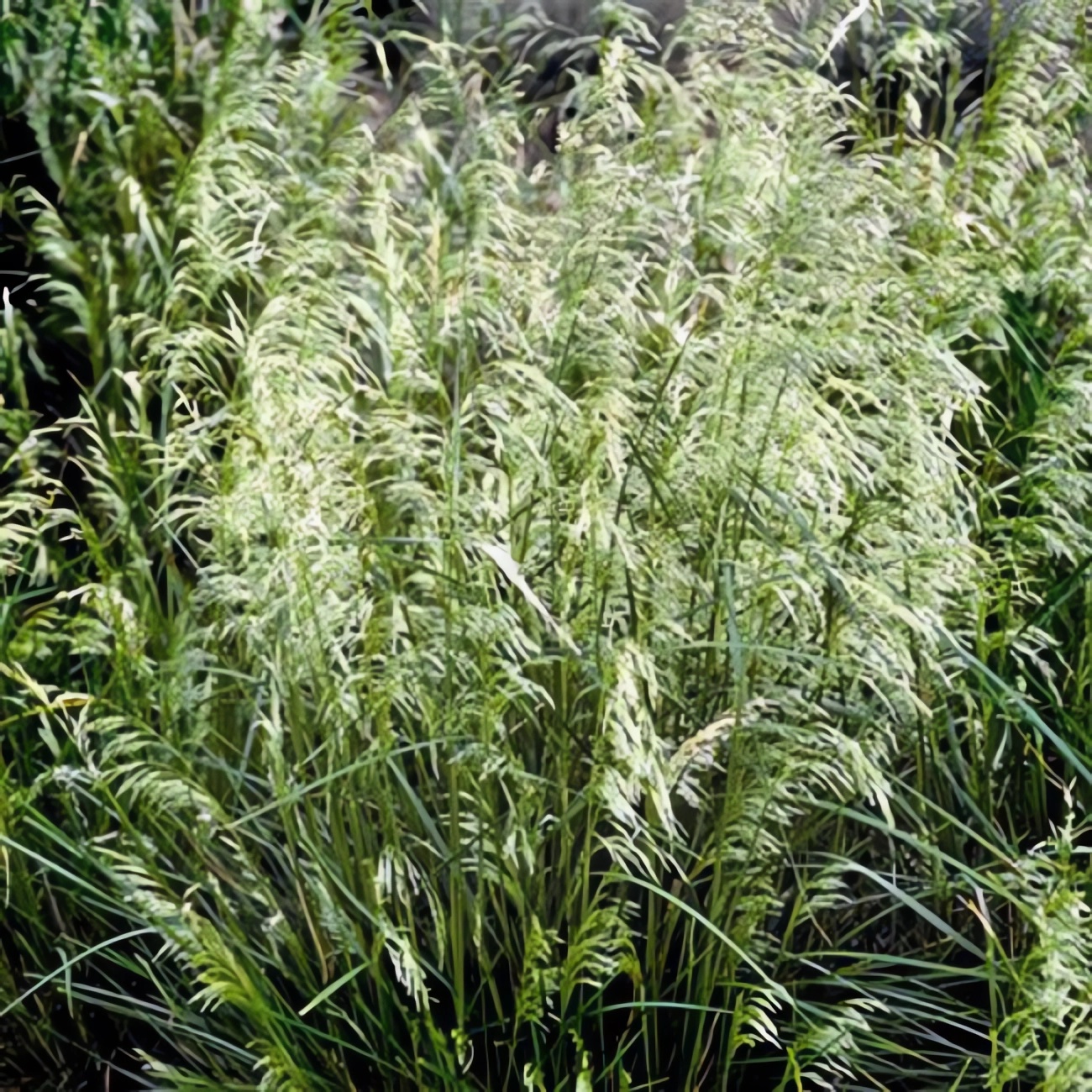 Превью изображения