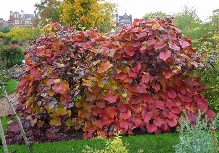 Превью изображения